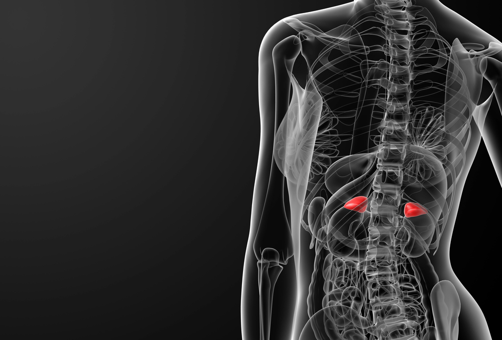 Adrenal Cortex Hormones: 11 Amazing Pathways Explained